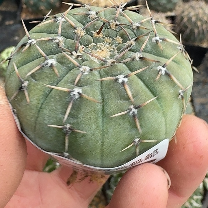 无花朵实生怪龙138