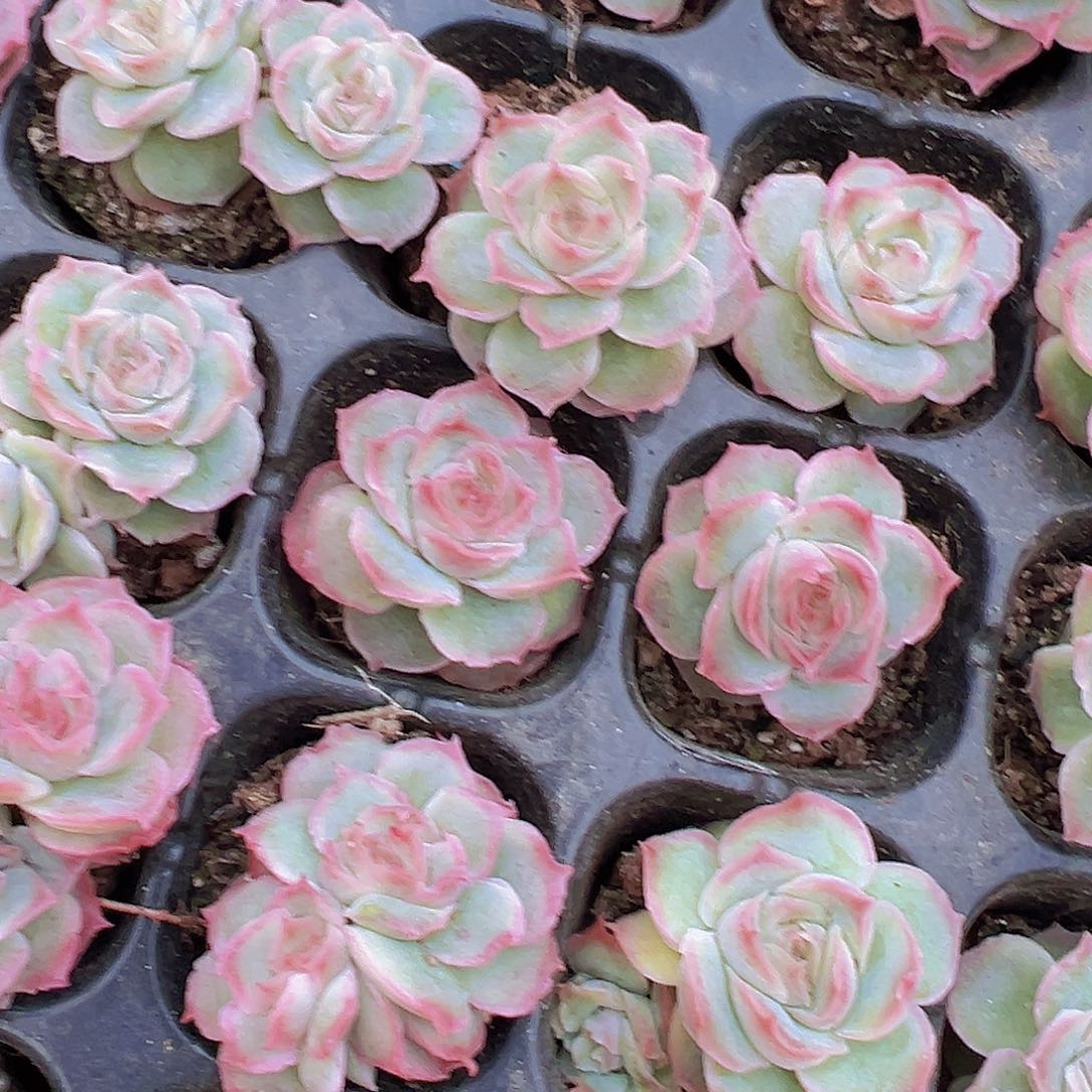 水晶虾饺苗3颗多肉植物