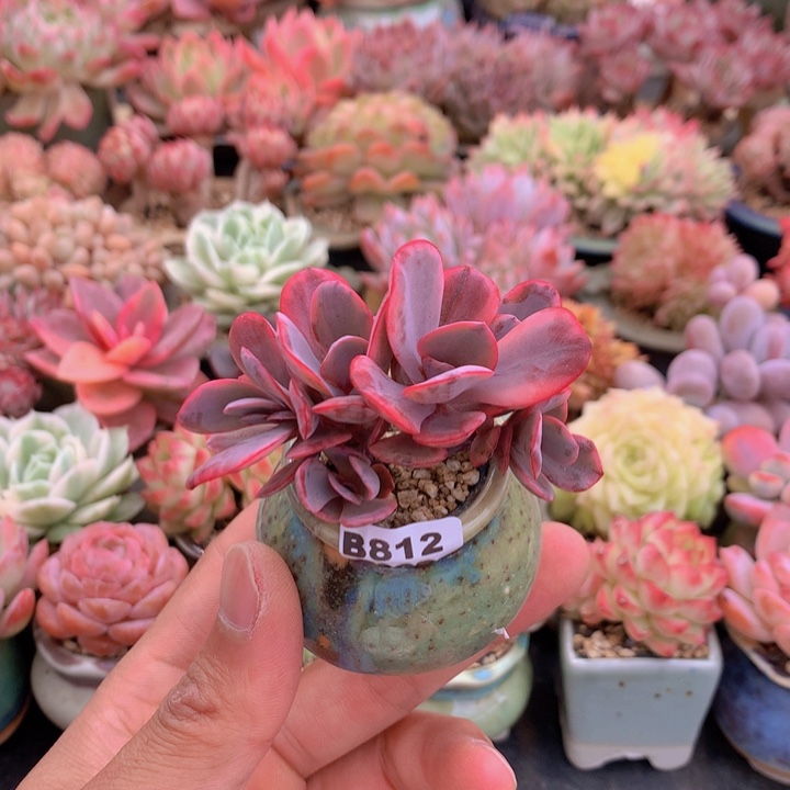 一物一拍含盆土满38包邮B812