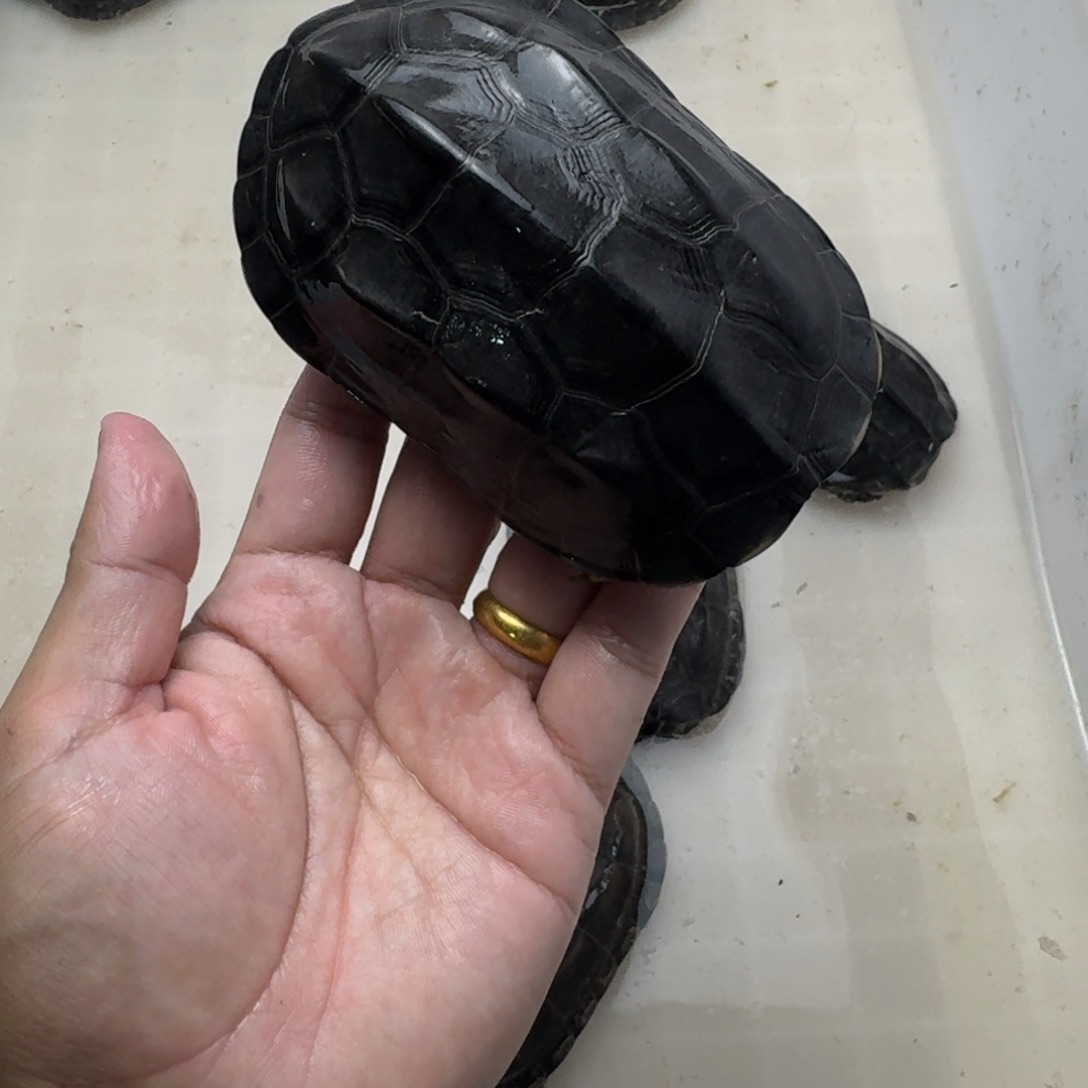 中华草龟公刀刻纹墨龟