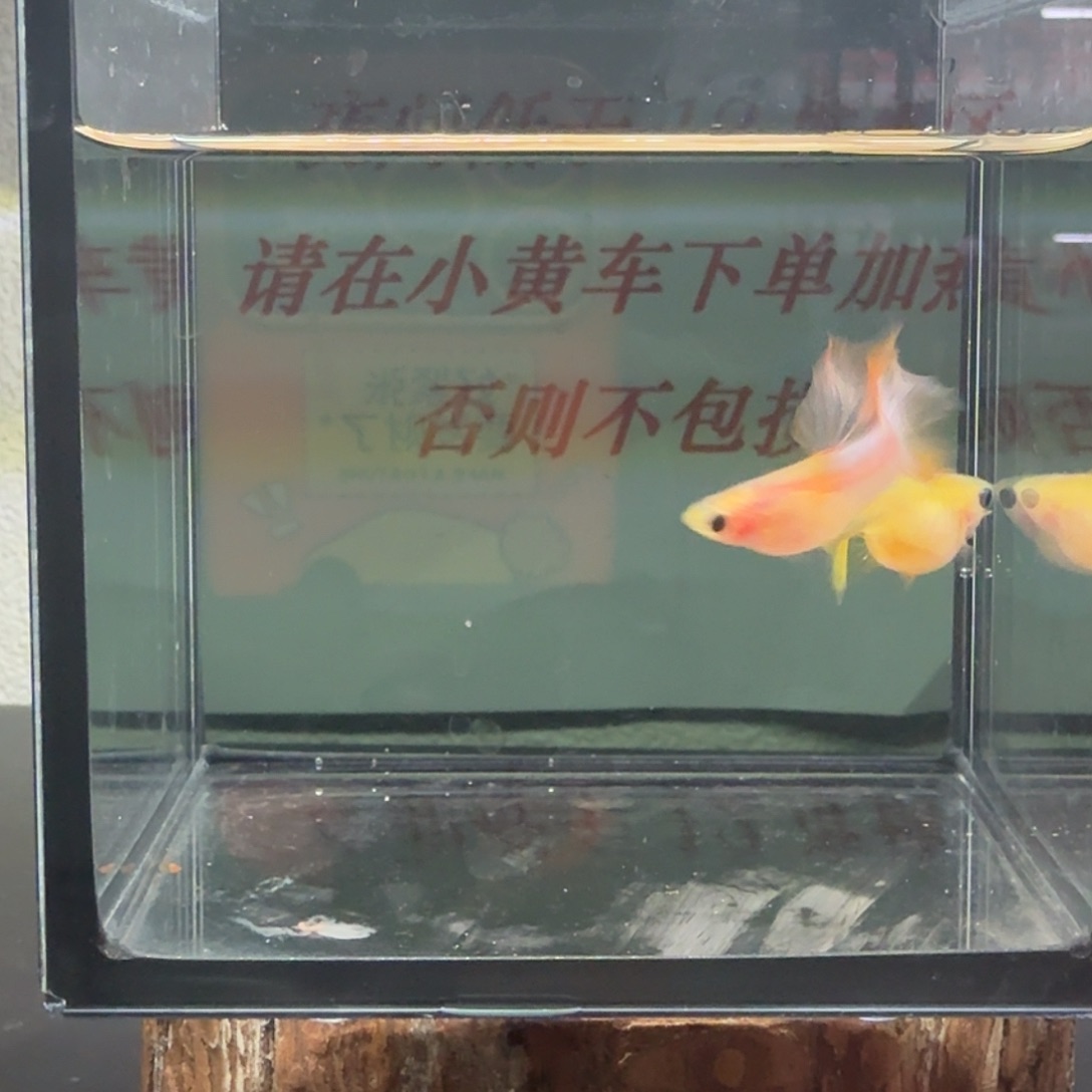 孔雀鱼玻璃猫孔雀鱼91