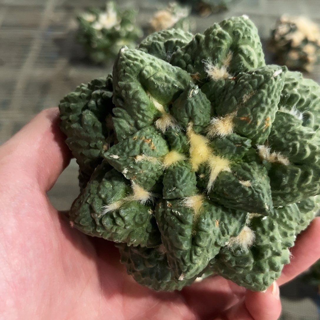 20号自根龟甲怒涛