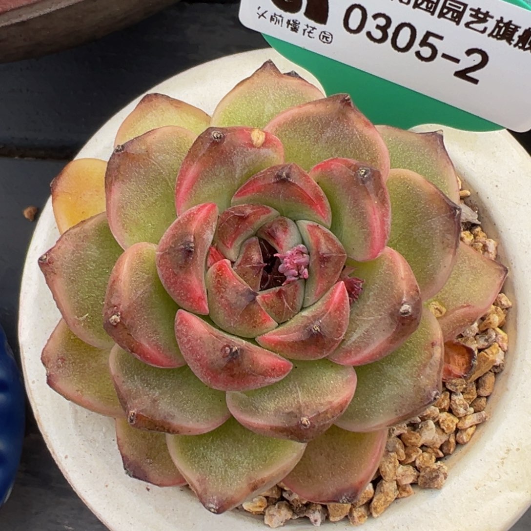 从前慢多肉精选编号0305.2