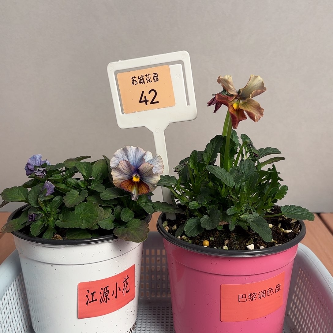 大部分开放少量花苞42