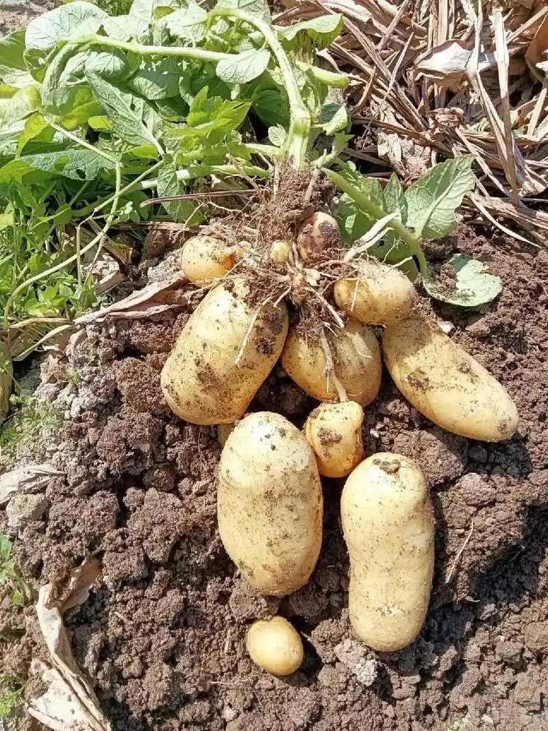 一村一品农家现收一农家小土豆