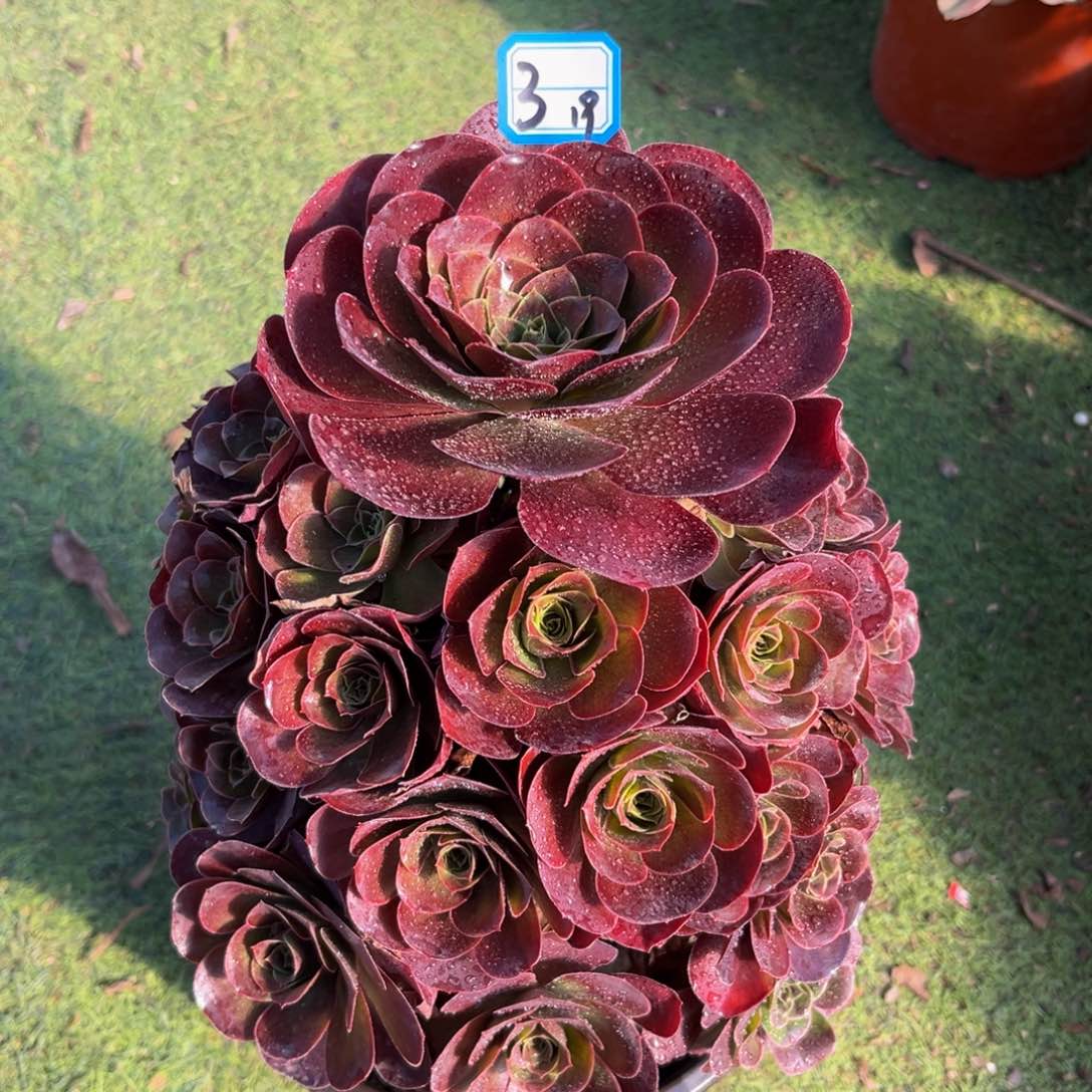 3魅金玫瑰法师多肉