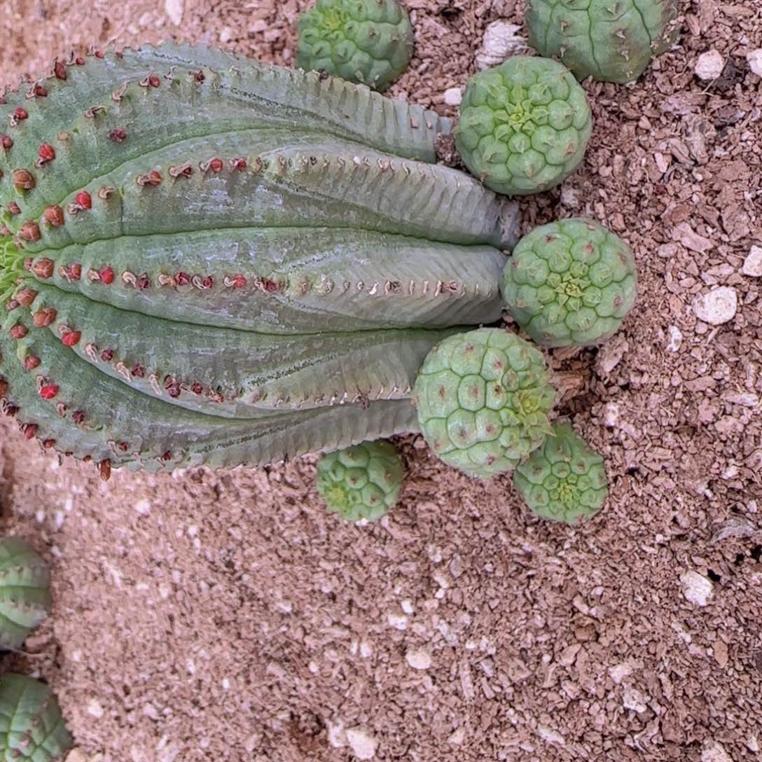 K***n块根植物块块根植物