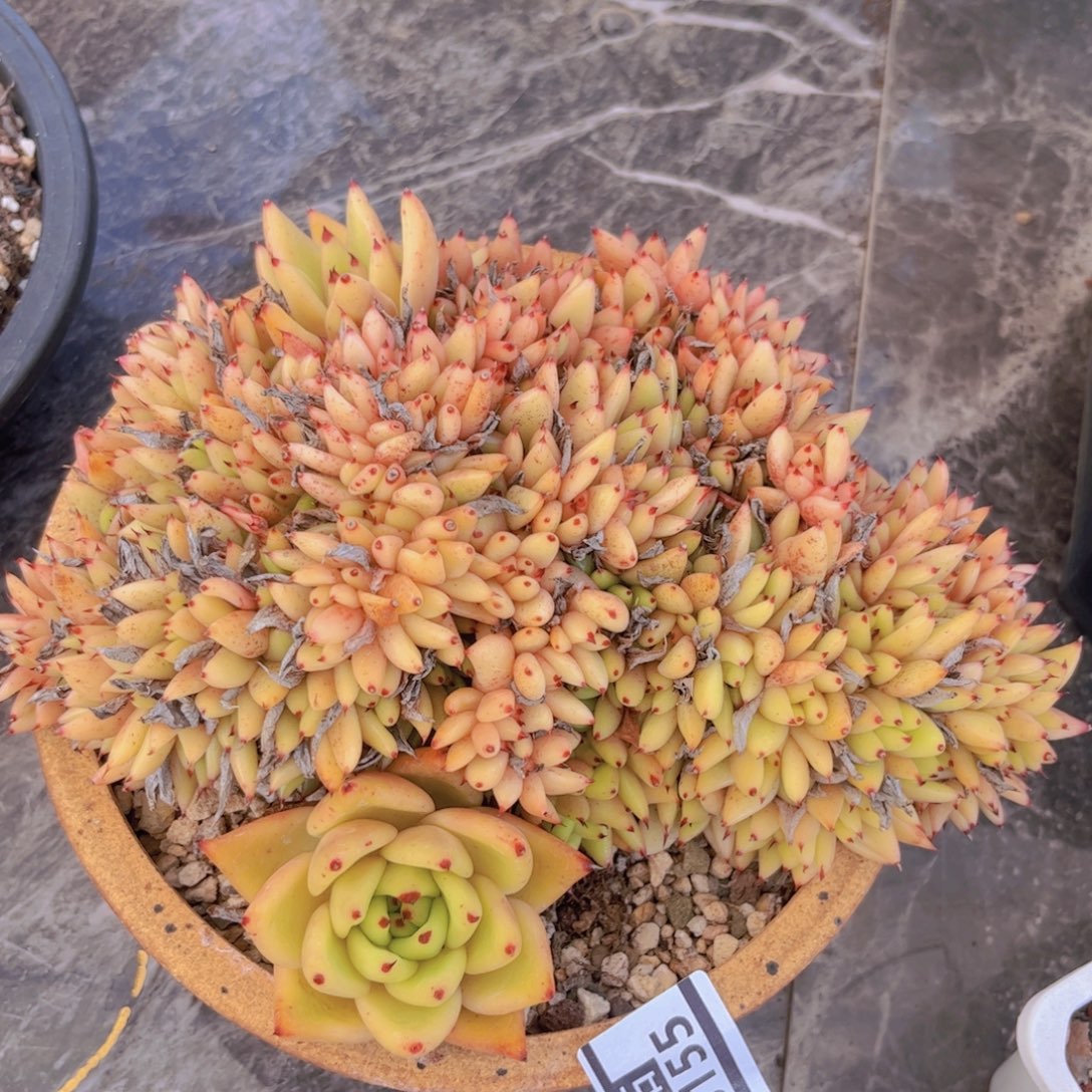 黄皮乌木缀28155多肉植物