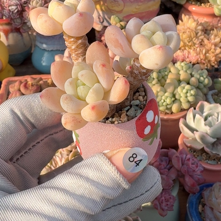 84 多肉含盆土 30元包邮 除偏远