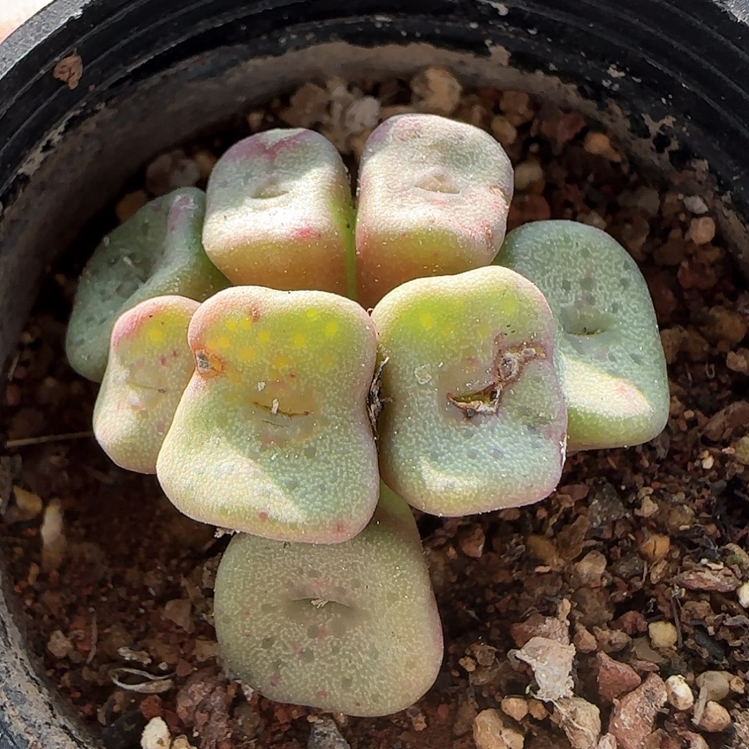 7313 大白多肉植物园