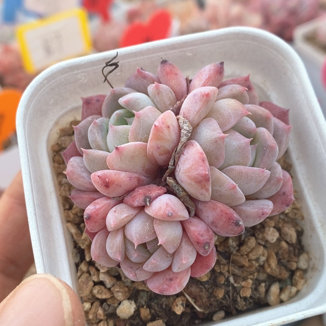 精品多肉一物一拍不包整219