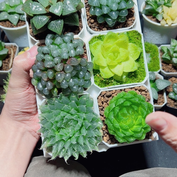 新手6盆套餐多肉植物