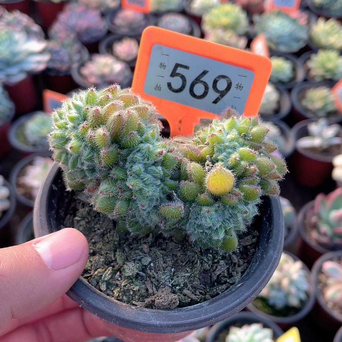毛球缀569号多肉植物