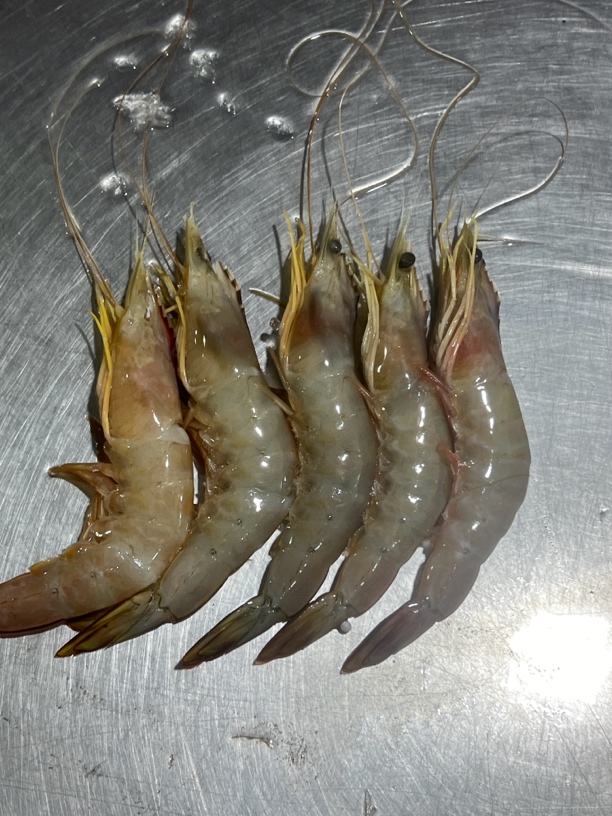连云港冷冻发货野生一斤20头左右对虾（明虾）到手4斤
