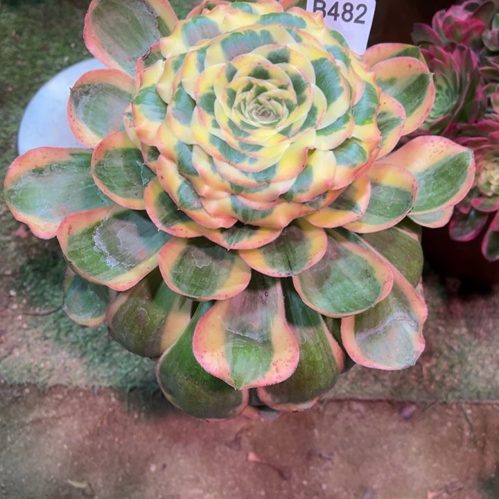 冰****）王妃482多肉植物