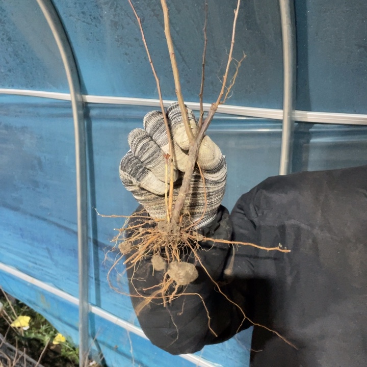    宴    海棠花一颗苗