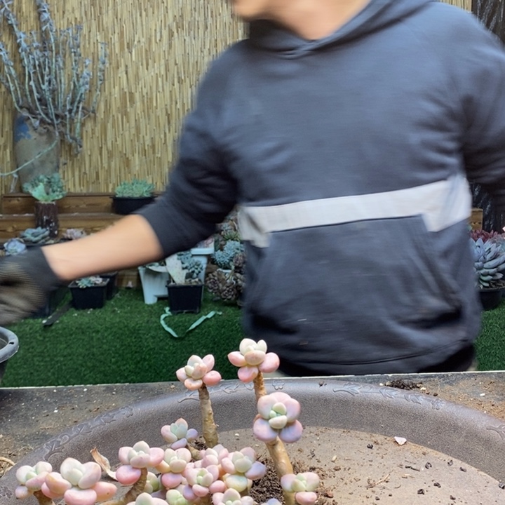 萌***～494号洛神多肉植物