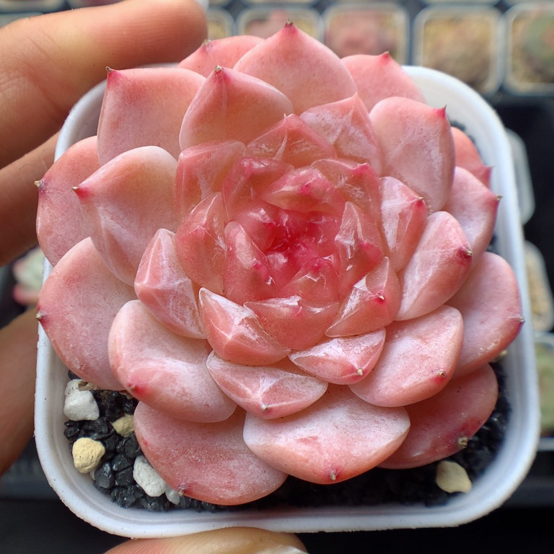 多肉植物。 冰魄13