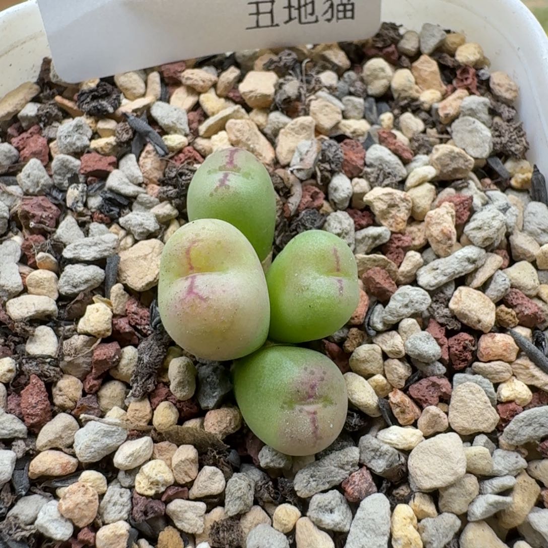 1218-09猴脸肉锥4头