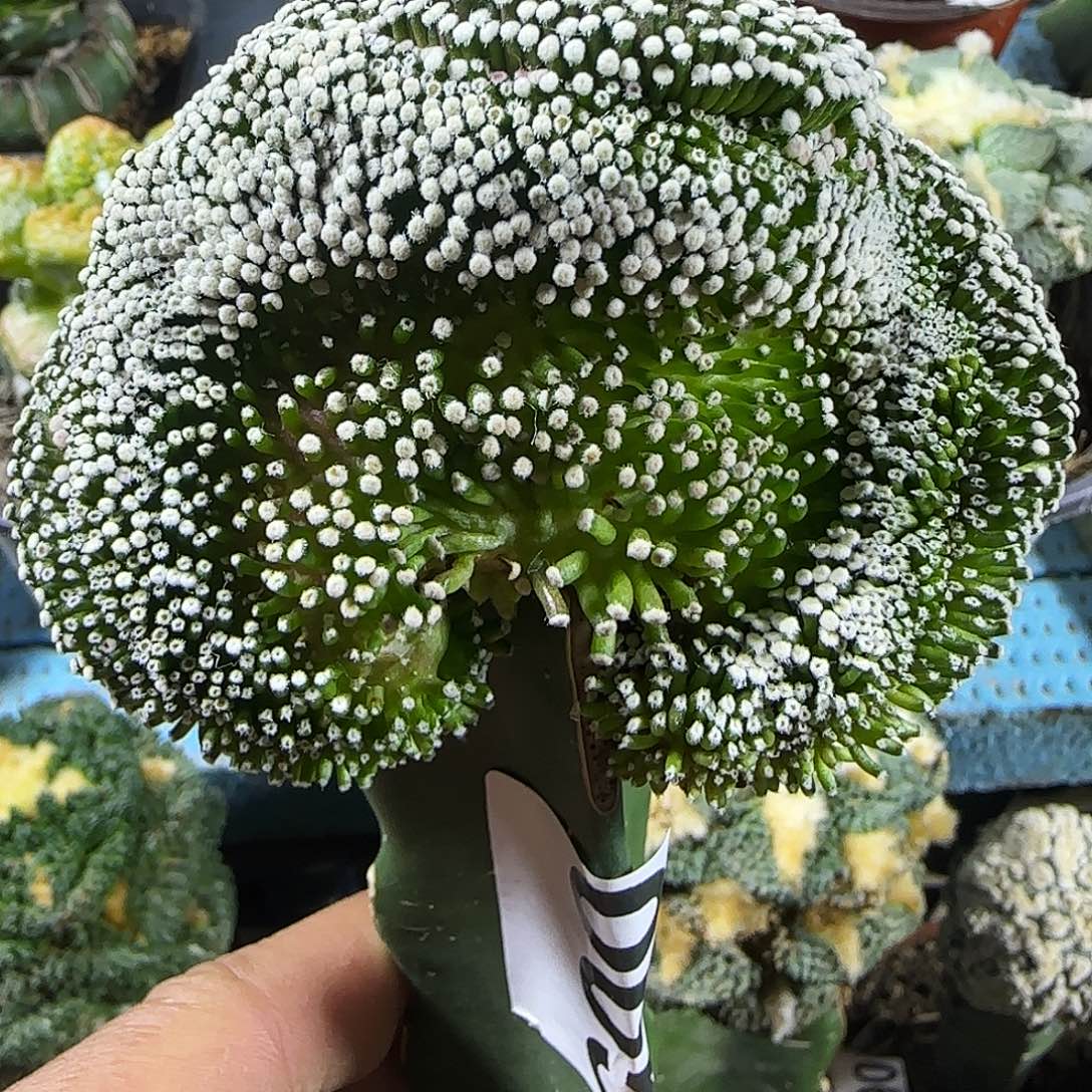 松针牡丹缀化成005小人球