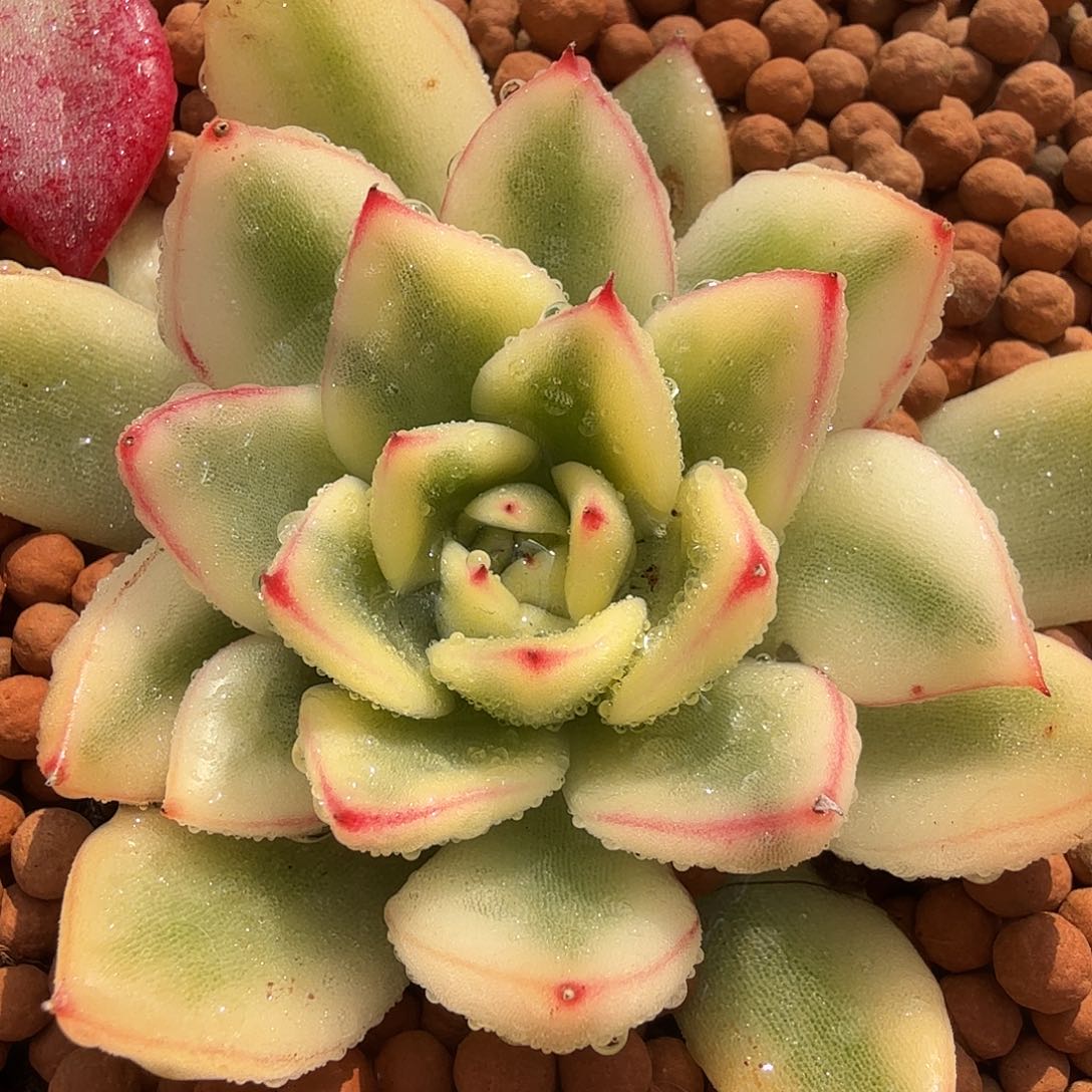 阿斯娜锦，多肉植物