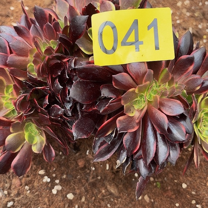 多肉植物福利041