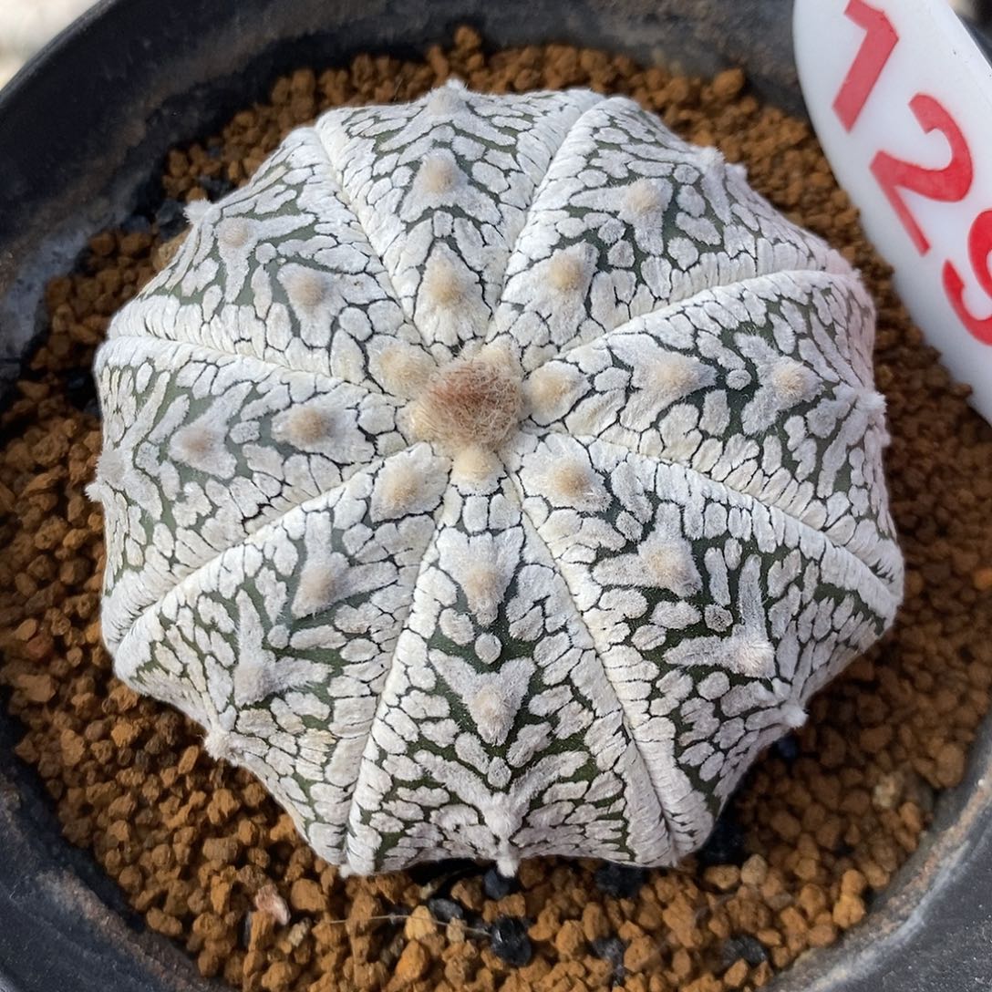 1292海星v兜系列产品