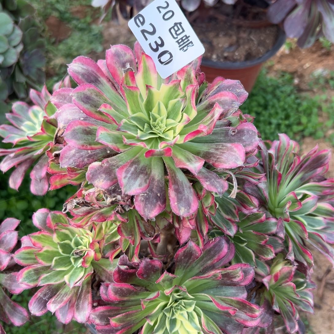 230天荷，多肉法师