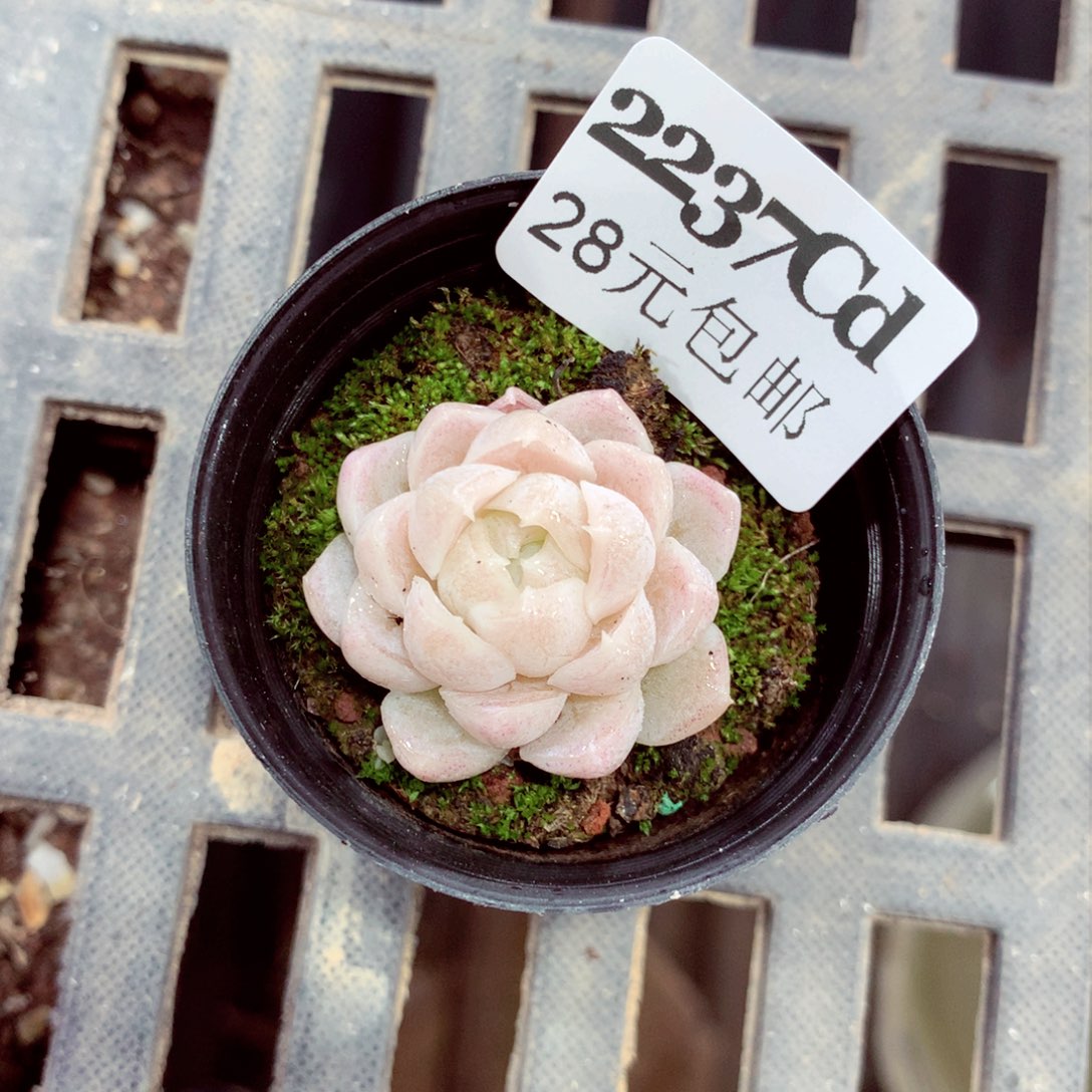 5厘米盆精控多肉2237