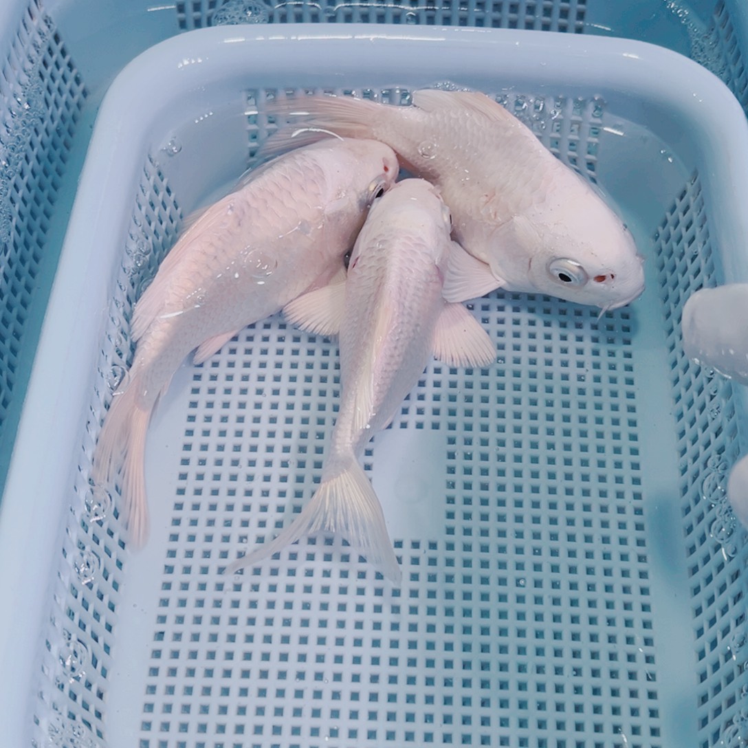 锦鲤锦鲤冷水鱼观赏109