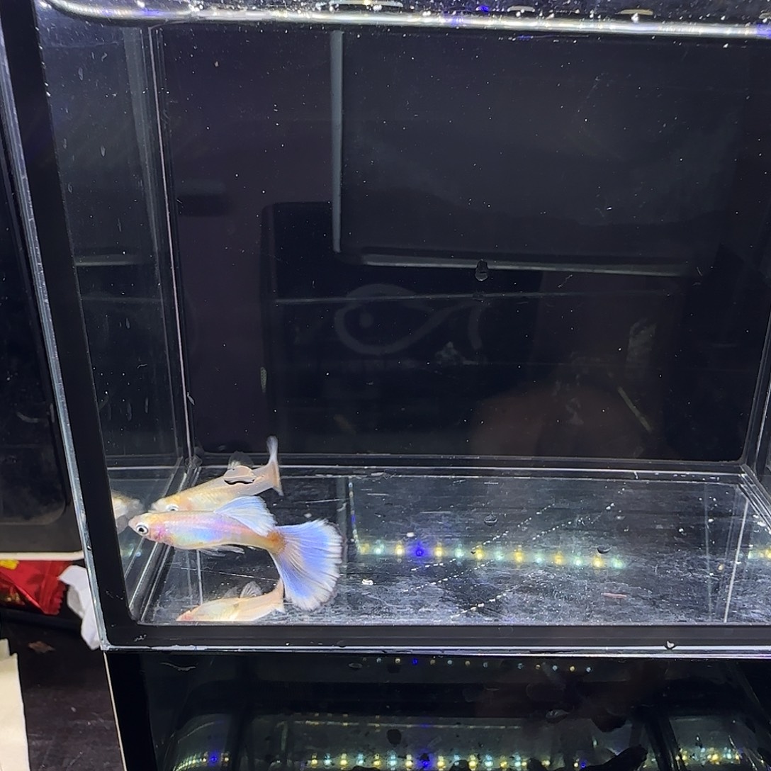 孔雀鱼拉珠利紫尾一对