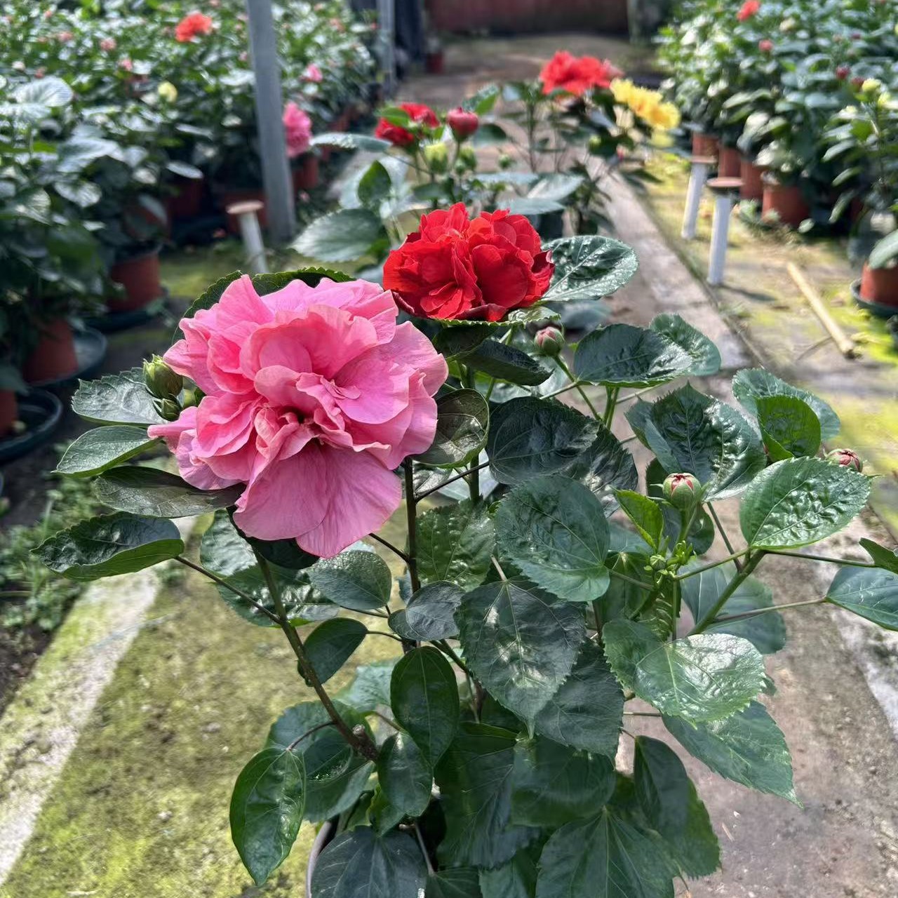 丹麦木槿牡丹红牡丹粉5号链接双色大花重瓣室内庭院花卉植物盆栽