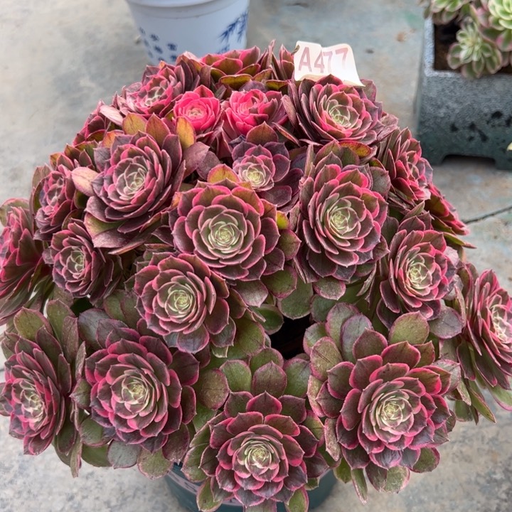 477粉花妖朵朵30厘米左右