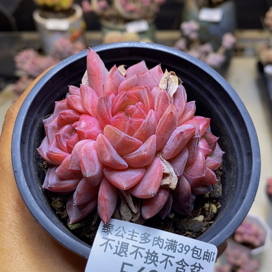 628冰魄多肉肉7c m