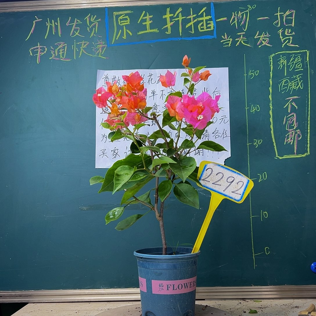 当前无花栽培后可以开花 波伊斯玫瑰 2292