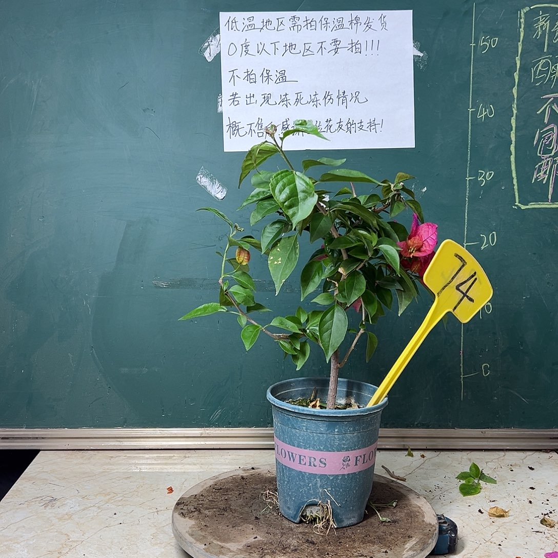 完全开放  倾城  74