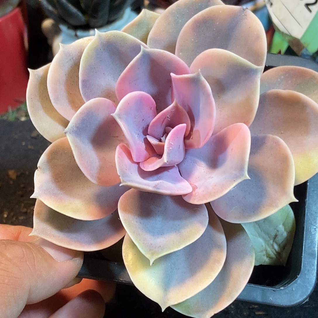彩虹锦惊鸿一物一拍包装收缩花旱