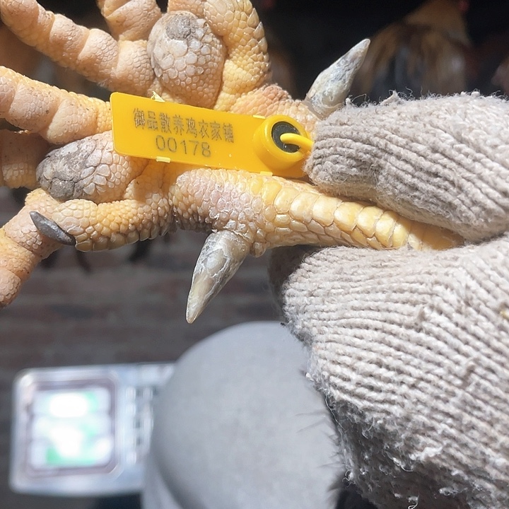 1中国大陆包装290多天7.5斤