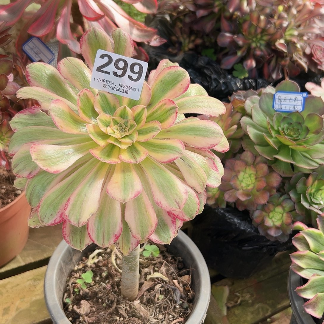 多肉植物多肉植物299