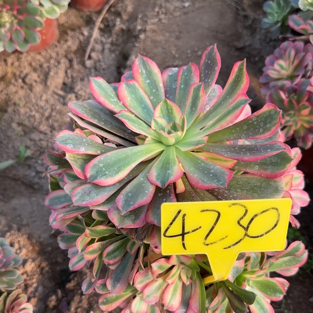 4230---桃夭多头多肉