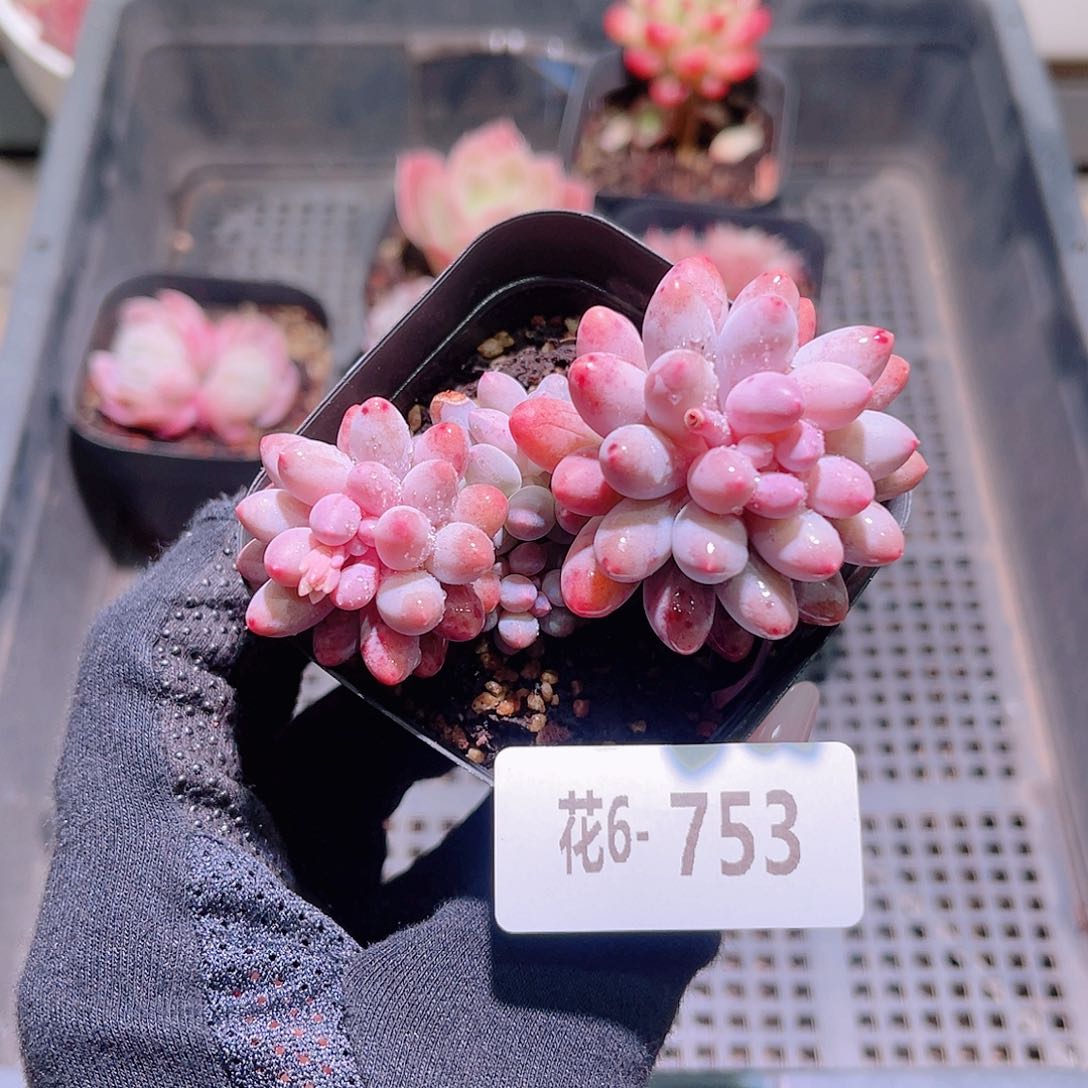 花利美6-753婴儿手指