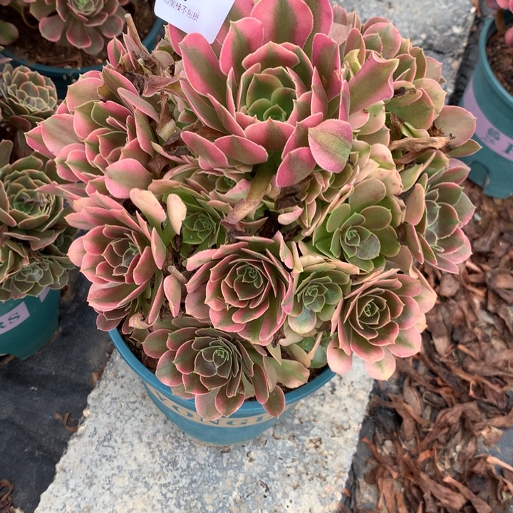 162香妃多肉特价不售后