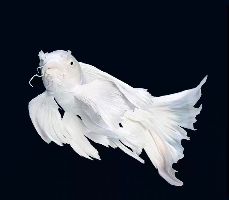 11-14公分短球赛级蝴蝶鲤孵化