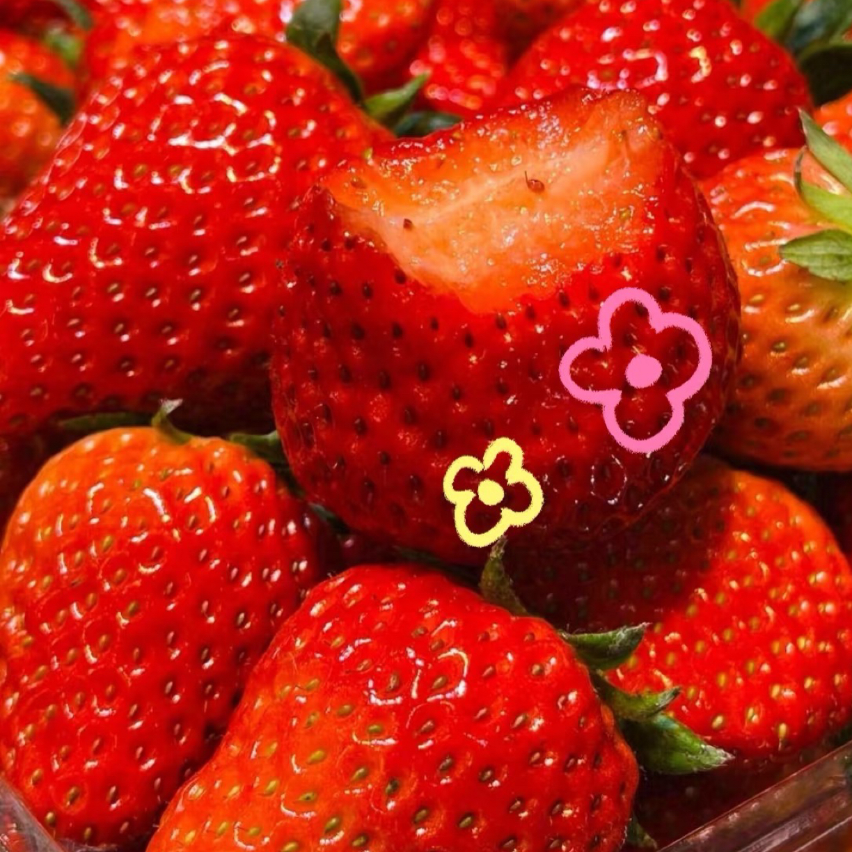 新鲜采摘奶油草莓丹东九九品种500克水果生鲜