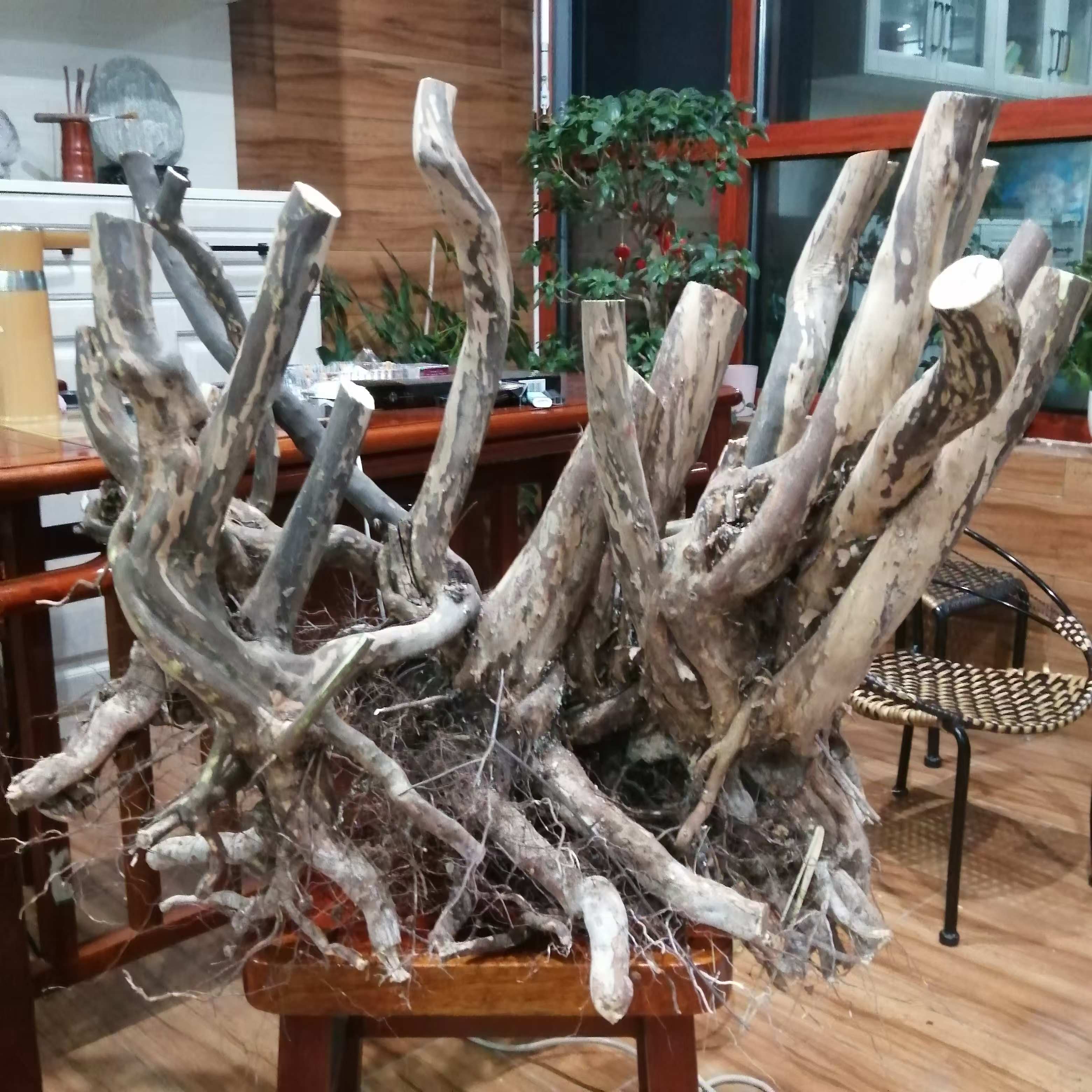太行山雀梅，黄栌一物一拍