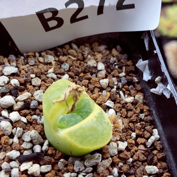 我是一只小小鸟地域鬼的人272