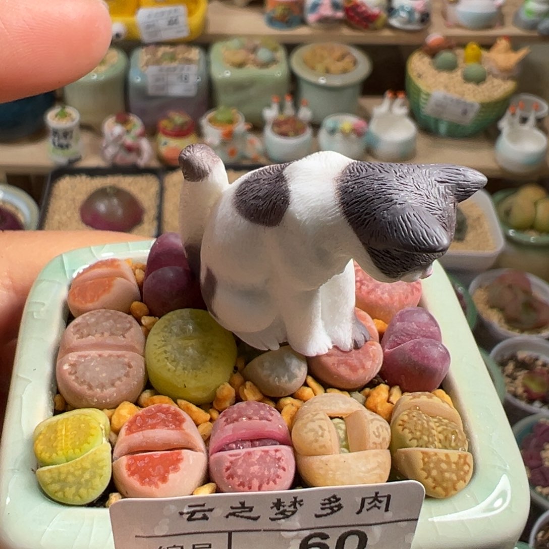 多肉植物81号猫咪
