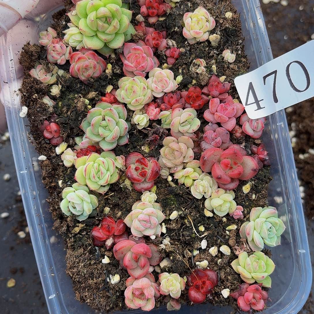 多肉植物多肉植物470