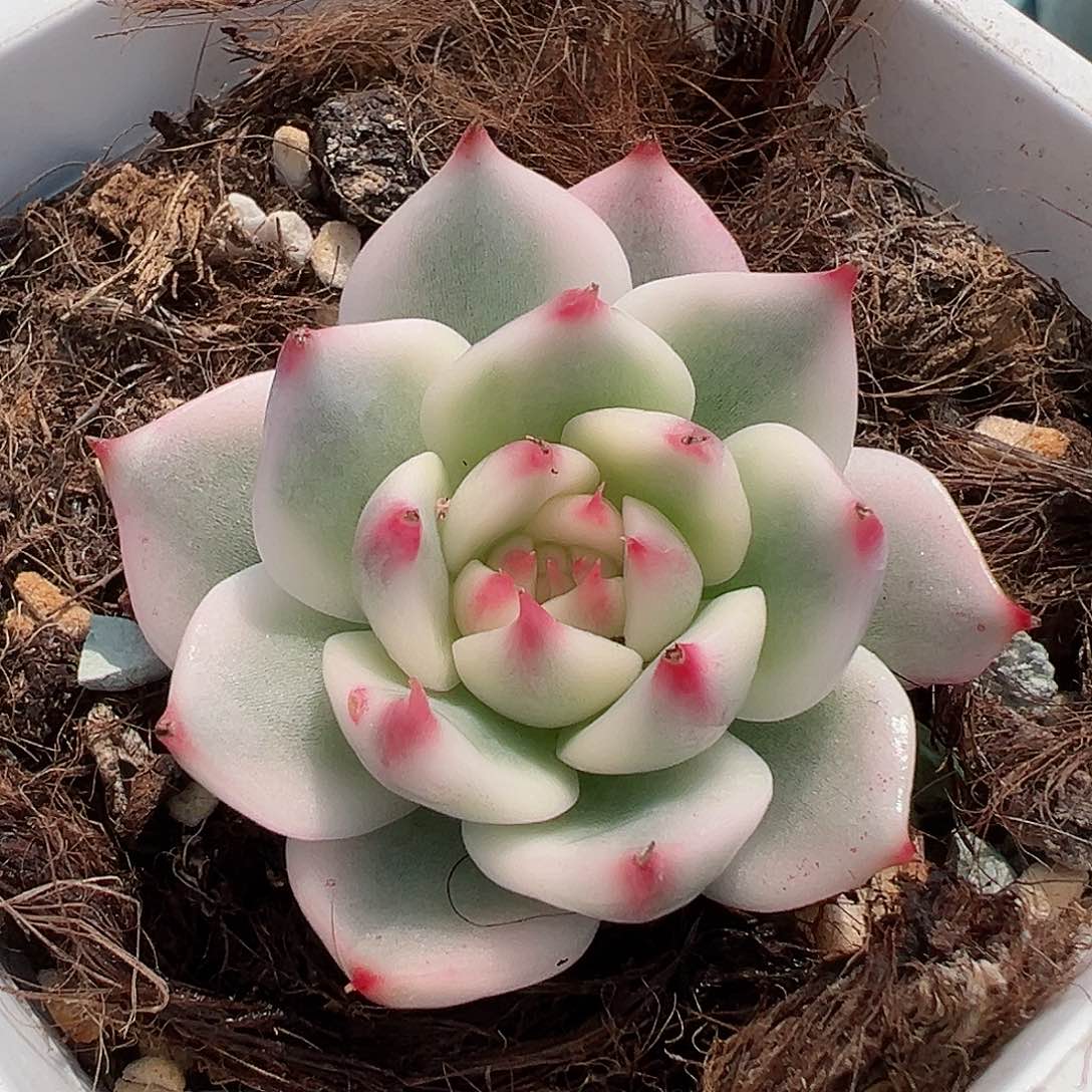 吉娃娃锦，覆轮锦