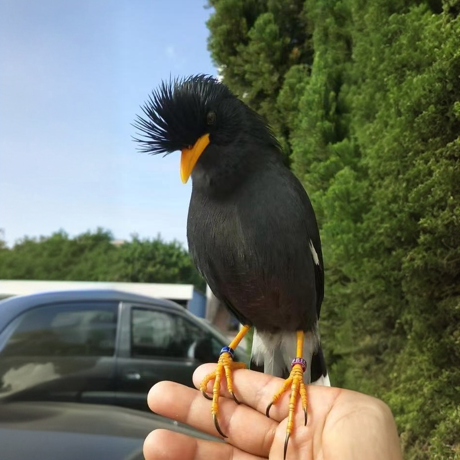 林八宠物黑巴手养亲人观赏能学说话